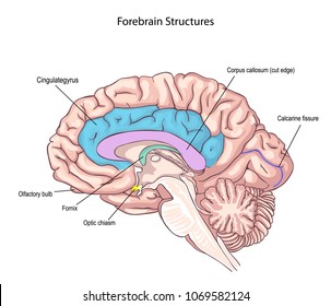 Forebrain Structures. medial surface of the brain. memory storage.  