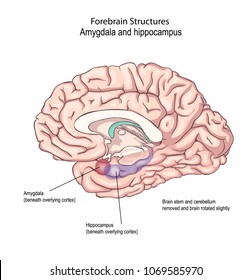 Forebrain Structures. regulating emotional states. emotional disorder.  anatomy of the Central nervous system. human brain
