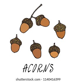 Forest Acorns, Oak Seeds. Autumn or Fall Harvest Collection. Realistic Hand Drawn High Quality Vector Illustration. Doodle Style.