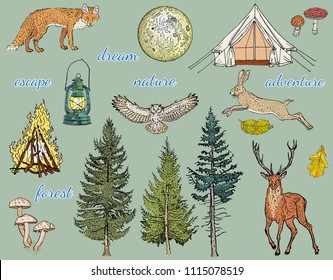 Forest adventure: glamping tent, bonfire, camping lamp, full moon, spruce, fir tree, mushrooms, fox, hare, deer, owl. Hand drawn vector illustration. Khaki, green, beige, brown, yellow, orange colors.