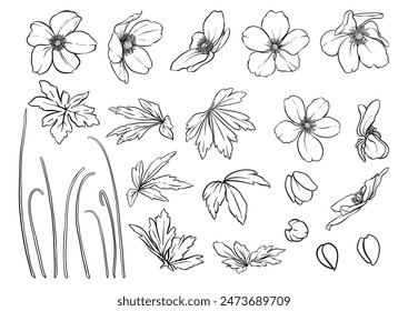 Forest Anemone flowers, decorative flowers and leaves Clip art, set of elements for design Vector illustration. In art nouveau style, vintage, old, retro style. In botanical style