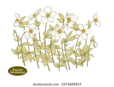 Forest Anemone flowers, decorative flowers and leaves Clip art, set of elements for design Vector illustration. In art nouveau style, vintage, old, retro style. In botanical style