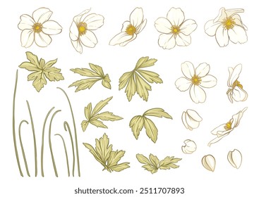 Forest Anemone flowers, decorative flowers and leaves Clip art, set of elements for design Vector illustration. In art nouveau style, vintage, old, retro style. In botanical style