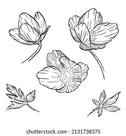 Forest Anemone Spring Flower Drawing Sketch Vector