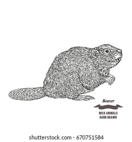 Forest animal beaver. Hand drawn black ink sketch on white background. Vector illustration engraving style.