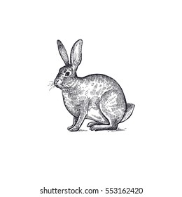 Forest animal hare or rabbit. Hand drawing sketch black ink isolated on white background. Vector art illustration. Vintage engraving style. Nature objects of Wildlife mammals.