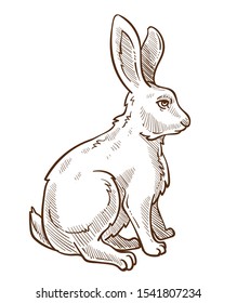 Forest animal, hare or rabbit isolated sketch, farm or wild species drawing vector. Zoo or wildlife, mammal with long ears sitting in profile encyclopedia sketch. Furry creature living in woods