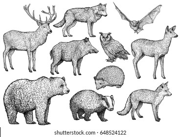 Forest animal illustration  drawing  engraving  ink  line art  vector