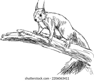 Forest animal squirrel drawing. Realistic hand drawn isolated vector sketch illustration of a squirrel on a tree branch.
