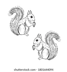 Forest animal squirrel. Hand drawing sketch black ink on white background. Vector art illustration. Vintage engraving style. Nature objects of Wildlife mammals.