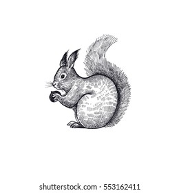 Forest Animal Squirrel Hand Drawing Sketch Stock Vector (Royalty Free ...