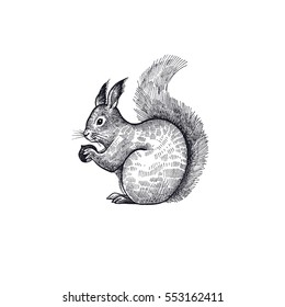 Forest animal squirrel. Hand drawing sketch black ink on white background. Vector art illustration. Vintage engraving style. Nature objects of Wildlife mammals.