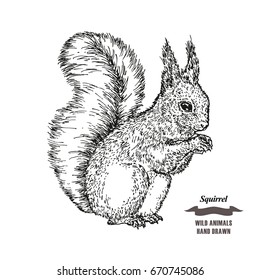 Forest animal squirrel. Hand drawn black ink sketch on white background. Vector illustration engraving style.