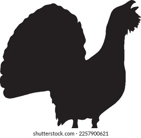 Forest animal vector illustration - Black silhouette of  Capercaillie bird, isolated on white background