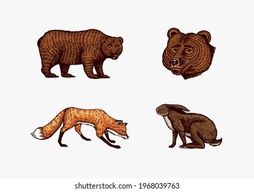 Forest animals. Bear Grizzly and red Fox, Hare and Hedgehog. Jumping beasts. Vector Engraved hand drawn Vintage sketch for label or poster.
