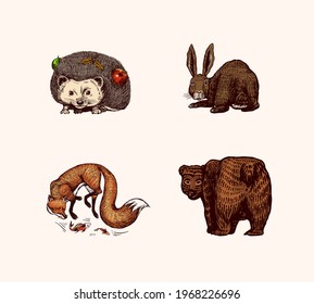 Forest animals. Bear Grizzly and red Fox, Hare and Hedgehog. Jumping beasts. Vector Engraved hand drawn Vintage sketch for label or poster.