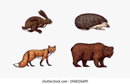 Forest animals. Bear Grizzly and red Fox, Hare and Hedgehog. Jumping beasts. Vector Engraved hand drawn Vintage sketch for label or poster.