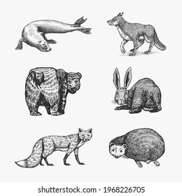 Forest animals. Bear Grizzly, Wolf and red Fox, Hare and Hedgehog and Seal. Beasts look back. Vector Engraved hand drawn Vintage sketch for label or poster.