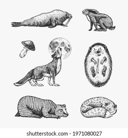 Forest animals. Bear Grizzly, Wolf and red Fox, Hare and Hedgehog and Seal. Beasts are sleeping. Vector Engraved hand drawn Vintage sketch for label or poster.