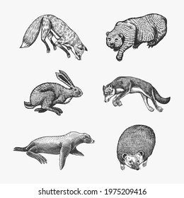 Forest animals. Bear Grizzly, Wolf and red Fox, Hare and Hedgehog and Seal. Jumping beasts. Vector Engraved hand drawn Vintage sketch for label or poster.