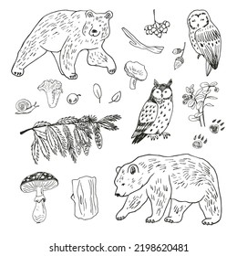 Forest animals: bear 