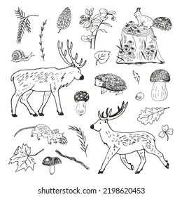 Forest animals: deer 
