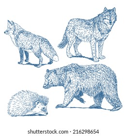 Forest animals drawings set isolated on white background: fox, wolf, hedgehog, bear