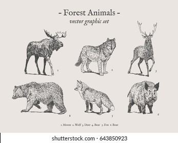 Forest animals drawings set grey background and moose  wolf  deer  bear  fox  boar