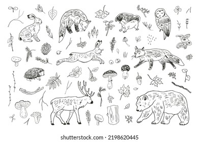 Forest animals: fox, bear, deer, owl, hare and nature objects: mushrooms, leaves, berries vector 
illustrations line set.