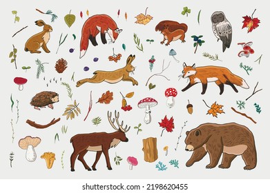 Forest animals: fox, bear, deer, owl, hare and nature objects: mushrooms, leaves, berries vector 
illustrations set.