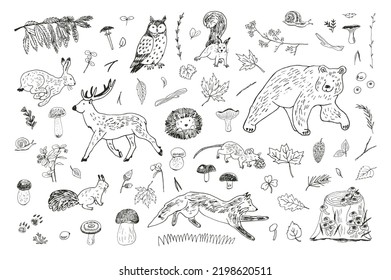 Forest animals: fox, bear, deer, owl, hare and nature objects: mushrooms, leaves, berries vector 
illustrations line set.