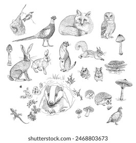 Forest animals, hand drawing, vector illustration