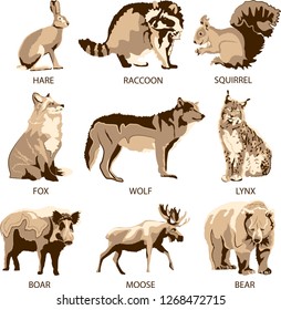 Forest animals - hare, raccoon, squirrel, fox, wolf, lynx, boar, moose, bear