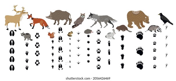 
Forest animals in the Scandinavian style and their footprints. Vector illustration.