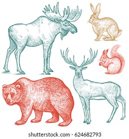 Forest animals set. Hand drawing sketch color ink isolated on white background. Vector art illustration. Vintage engraving style. Nature objects moose, deer, bear, rabbit, squirrel. Wildlife mammals.