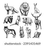 Forest animals. Set of realistic vector illustrations. Hand drawn sketches. fox, wolf, elk, bear, badger, raccoon, hare, wild boar, deer, lynx