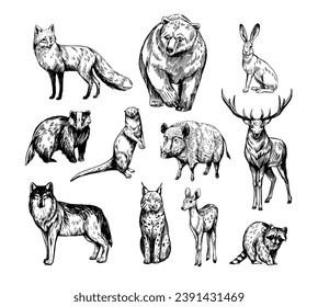 Forest animals. Set of realistic vector illustrations. Hand drawn sketches. fox, wolf, elk, bear, badger, raccoon, hare, wild boar, deer, lynx