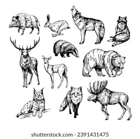 Forest animals. Set of realistic vector illustrations. Hand drawn sketches. fox, wolf, elk, bear, badger, raccoon, hare, wild boar, deer, lynx