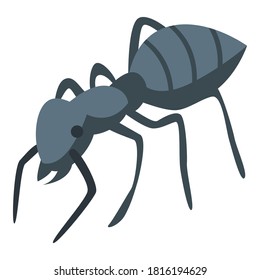 Forest ant icon. Isometric of forest ant vector icon for web design isolated on white background