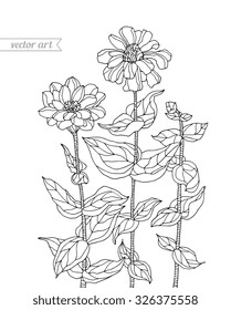 Forest aster flowers, chrysanthemum. Vector. Zentangle. Hand drawn artwork. Bohemia concept for wedding invitation, card, tickets, congratulations, branding, logo, label. Coloring book page for adults