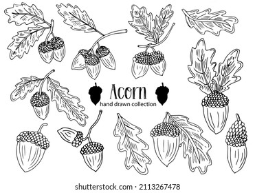 Forest autumn collection. Ornamental Acorns and oak leaves vector set. Hand drawn doodle acorn, leaf, oak - vector illustration