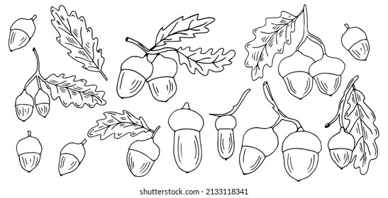 Forest autumn collection. Ornamental Acorns and oak leaves vector set. Hand drawn doodle acorn, leaf, oak - vector illustration