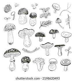 Forest autumn mushrooms vector illustrations line graphic set.