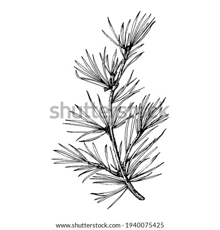 Forest Autumn and Winter nature. Spruce branches, acorns, pine cones, fall leaves. Isolated illustration element. Vector hand drawing wild flower for background, texture, frame or border.