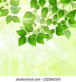Forest background with sunlight coming through the green leaves. Green background with fresh spring foliage, sparkles and sunbeams. Young leaves in the rays of spring dawn. Close-up. - Vector graphics