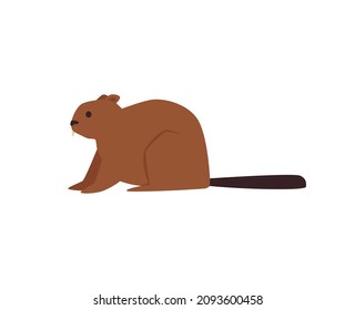 Forest beaver animal sits sideways to viewer, flat vector illustration isolated on white background. Beaver or castor animal, profile image of forest dweller.