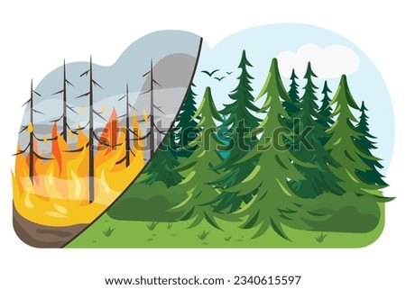 Forest before and after the fire. Forest fire. Changing of the climate. Forest restoration.