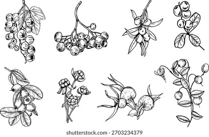 Forest berries clip art vector isolated illustration painted by black inks. Wild red currant, rowan, cranberry, sea buckthorn, cloudberry and rosehip set etching drawing. for organic food packaging.