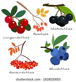 Forest berries collection. Lingonberry, blueberry, rowan, cowberry, chokeberry, rosehip. Hand drawn berries. Vector illustration set.