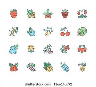 Forest berries colored flat line icons - blueberry, cranberry, raspberry, strawberry, cherry, rowan berry blackberry. Watermelon, grapes, olives illustrations for natiral food store.